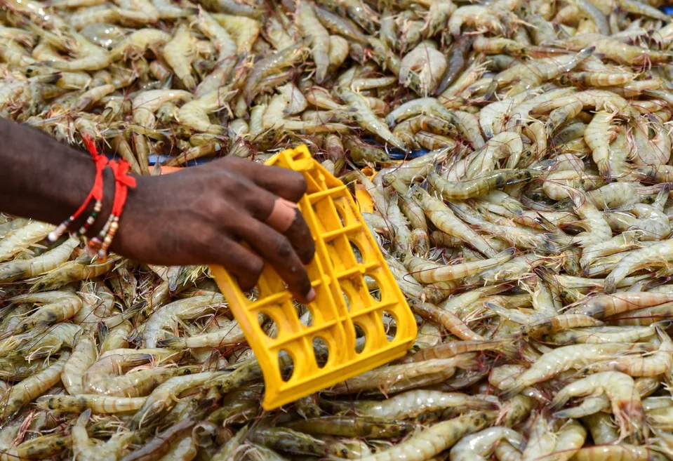 A worker’s hands move through the harvested shrimp.
