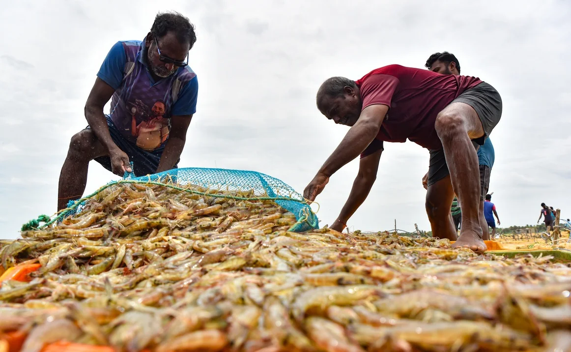 Workers sort freshly harvested shrimp beside a farm pond.