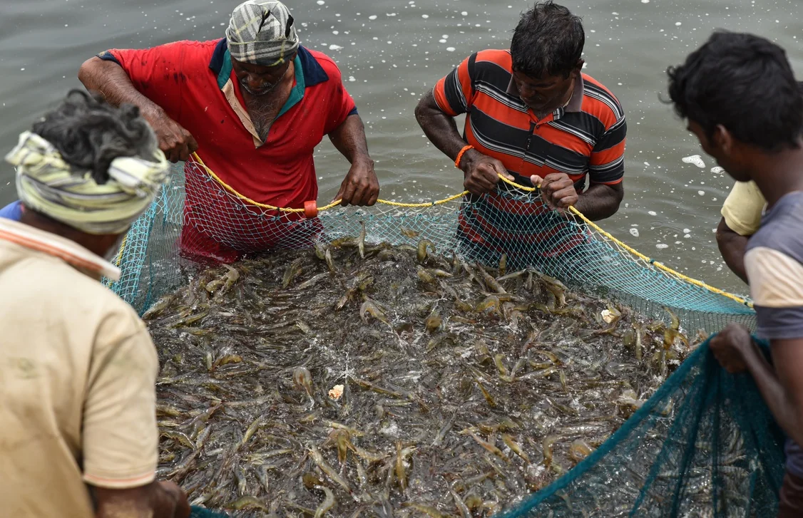 Farm workers gather shrimp into a net at the water’s edge.