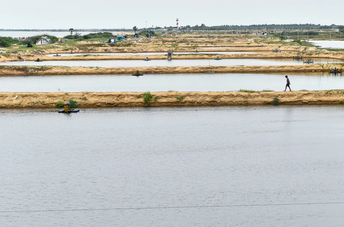 A wider view of the shrimp farms in Nellore district.