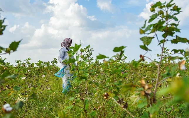 A farmer harvests cotton at a farm near Nellore, Andhra Pradesh.