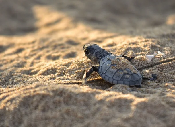An olive ridley sea turtle hatchling emerges at a protected hatchery along the Nellore shore.